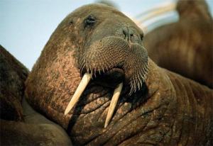 walrus-portrait